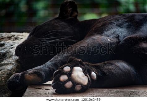 277 Panther Paw Green Background Images Stock Photos Vectors