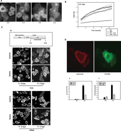 Cholesterol Depletion By Statin Also Impairs Lateral Mobility Of Sra