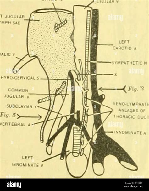 Anatomischer Anzeiger Anatomy Comparative Anatomy Comparative