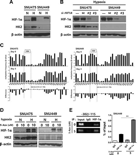 The Induction Of Hk2 Expression In Hk2negative Snu449 Cells By Download Scientific Diagram