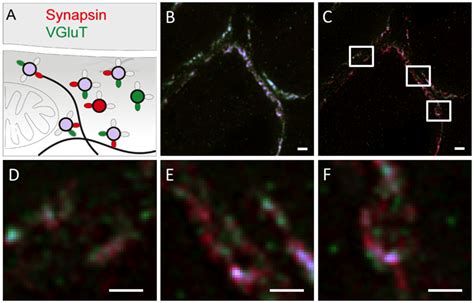 Dual Color Sted Nanoscopy Of Synapsin And Vglut Distribution In The