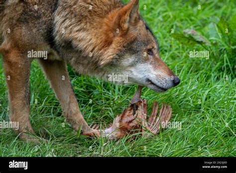 Loup Qui Mange Banque De Photographies Et Dimages à Haute Résolution