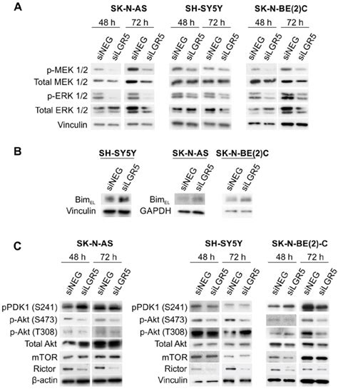 Lgr Regulates Mek Erk And Akt Signalling Immunoblotting Demonstrating