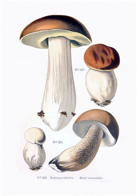 Mushrooms Vintage Art Old Free Stock Photo Public Domain Pictures