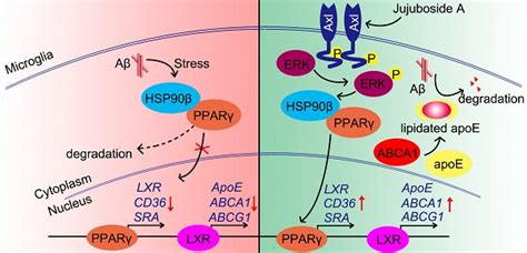 Jujuboside A Promotes A Clearance And Ameliorates Cognitive Deficiency