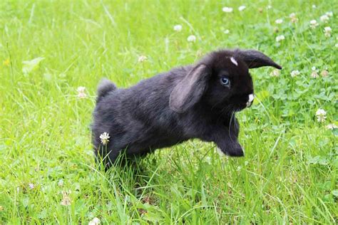 Lapin Nain B Lier Caract Re Soin Apporter Alimentation