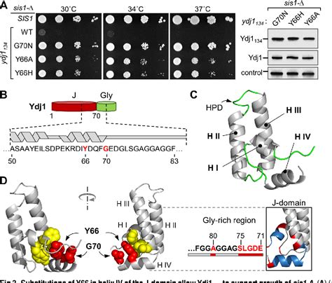 Figure 3 From Broadening The Functionality Of A J Protein Hsp70