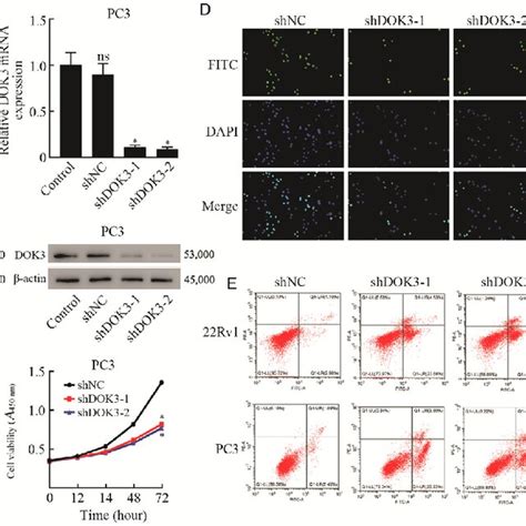 Dok Knockdown Suppresses The Growth And Promotes The Apoptosis Of