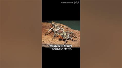 【亮记生物鉴定】近期网络热传生物鉴定 Youtube