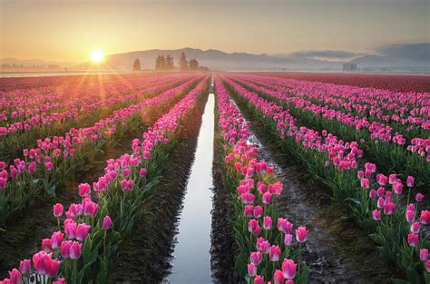 Sunrise Over The Skagit Valley Tulip Photograph By Alan Majchrowicz