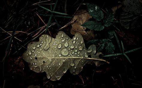 Leaf Water Drops Hd Naturaleza Agua Hojas Gotas Fondo De Pantalla