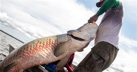 Presen A De Pirarucu Em Rios Brasileiros Amea A Peixes Nativos Alerta