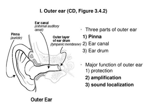 Auditory canal function - insidergerty