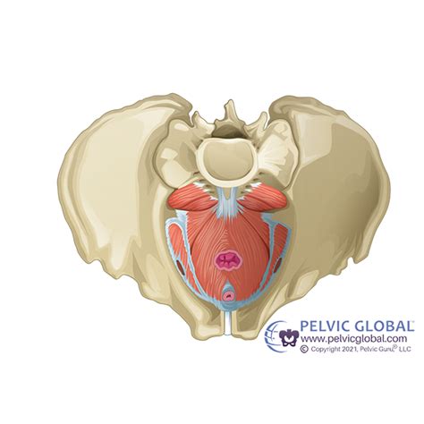 Do Men Experience Pelvic Floor Dysfunction