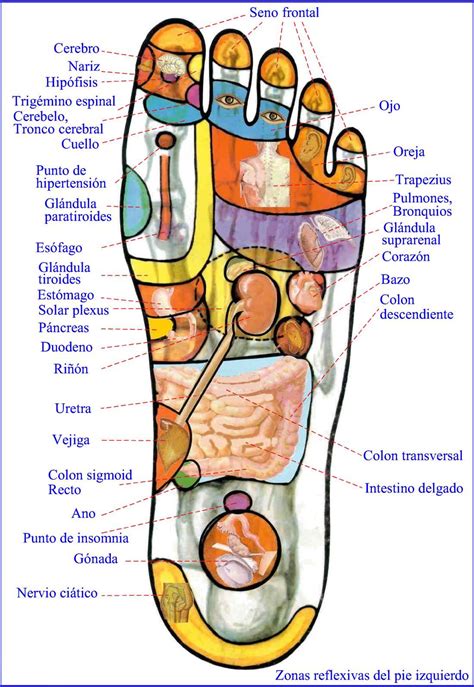 ¿qué Es La Reflexología ¿cómo Funciona La Reflexología Escuela Internacional Naturopatia