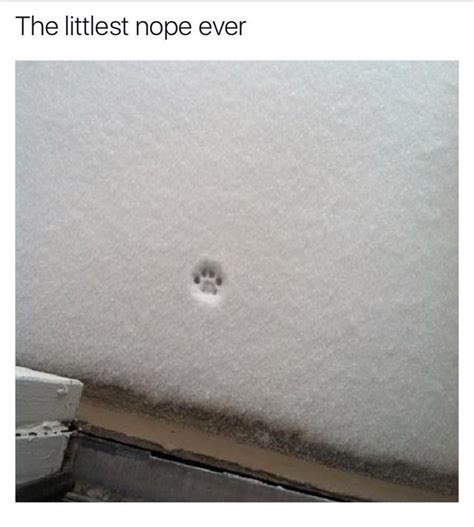 The Littlest Nope Ever Funny