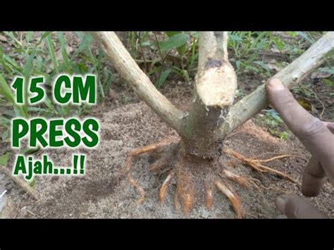 WAKTUNYA PRESS CABANG BAHAN BONSAI SANCANG PREMNA MICROPHILLA YouTube