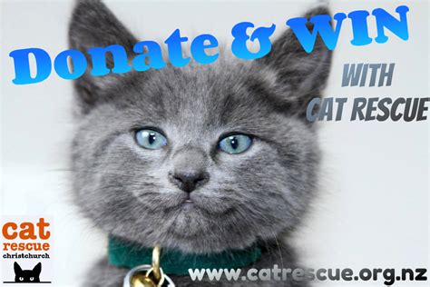 Donate And Win With Cat Rescue Cat Rescue Christchurch Charitable Trust