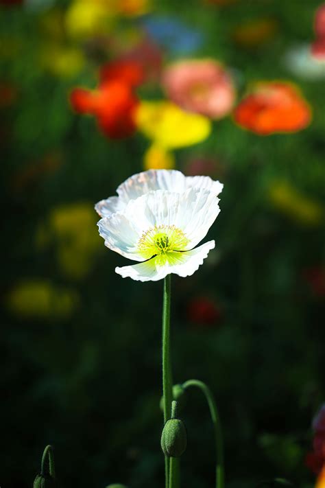 nepeta plant      nepeta plant stock