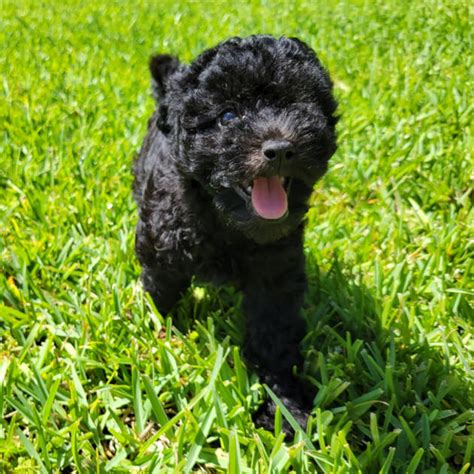 Lola Black Maltipoo Puppy Female Micheles Puppies And Paws