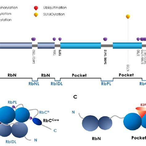 Schematic Representation Of P53 Protein Domains With The Main PTMs P53