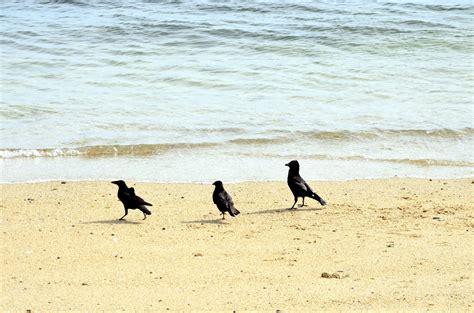 Crows On The Beach Free Stock Photo Public Domain Pictures