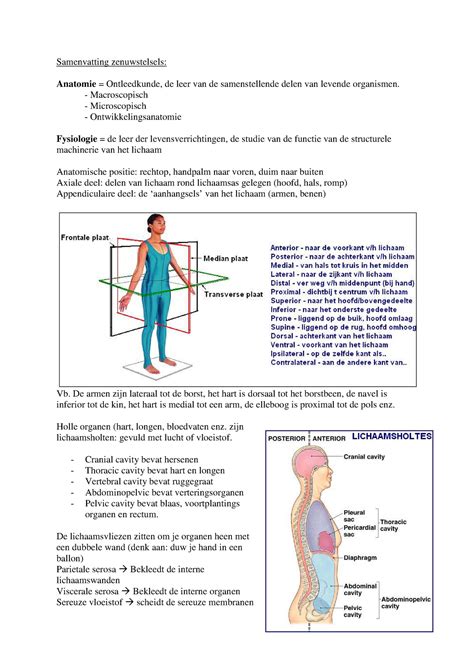 Samenvatting Humane Fysiologie Zenuwstelsel Samenvatting