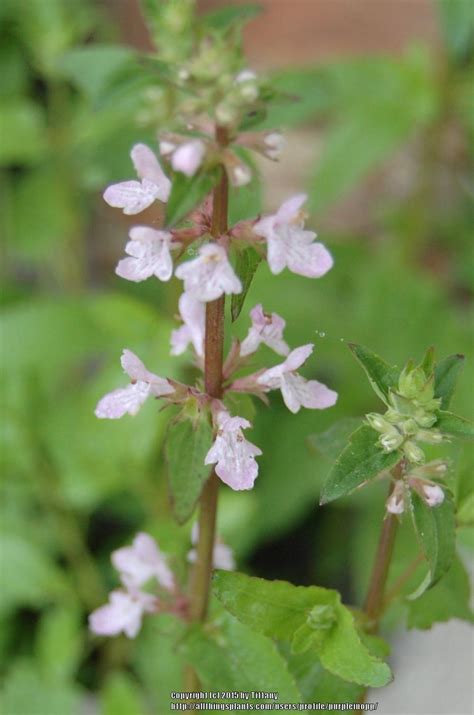 Photo Of The Bloom Of Florida Betony Stachys Floridana Posted By