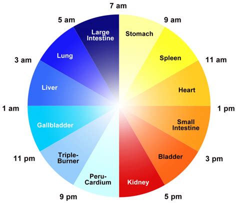 The 24 Hour Organ Clock Of Chinese Medicine Optimum Energy And Wellness