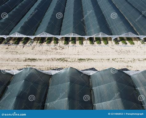 Vista Aérea De Drones De Enormes áreas Invernadero Para El Cultivo De