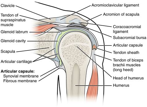 Diagram Of The Shoulder Koibana Info Shoulder Anatomy Joints