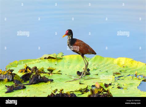 Wattled Jacana Jacana Jacana Walking On A Victoria Water Lily Leave