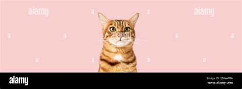 Sad Or Upset Face Of A Domestic Cat On A Pink Background Cat Emotions