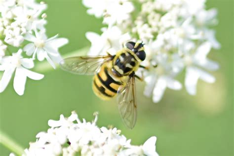 Totenkopfschwebfliege Myathropa Florea Totenkopfschw Flickr