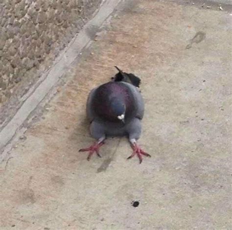 Lol how is this pigeon sitting... : r/pigeon