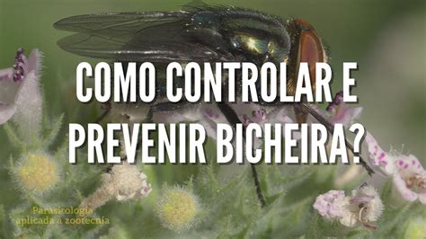 Como Controlar E Prevenir BICHEIRA Mosca Varejeira Cochliomyia