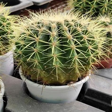 Indoor Cactus Plant At ₹ 500plant Cactus Plants In Thagarapuvalasa