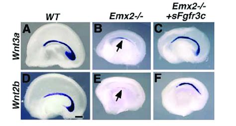 Substantial Rescue Of WNT Gene Expression In The Emx2 Mutant Cortical