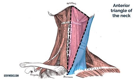 Anterior And Posterior Triangles Of The Neck Geeky Medics