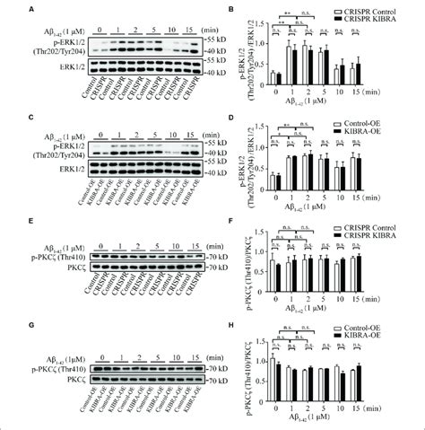 The Activation Of Erk And Pkc Pathways In Kibra Crispr And