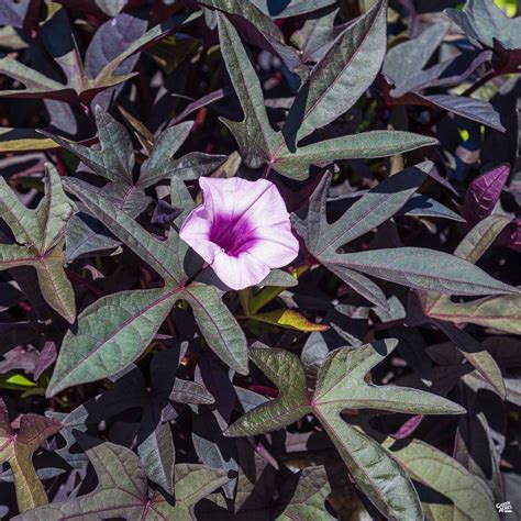 Sweet Potato Vine — Green Acres Nursery & Supply