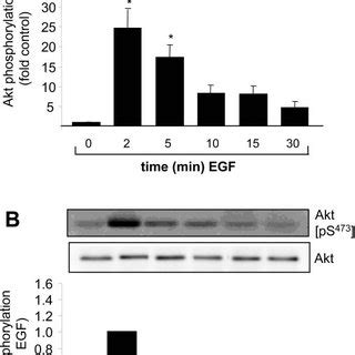 Rv And Wortmannin Differently Affect Calf Serum And Ang Iiinduced Akt