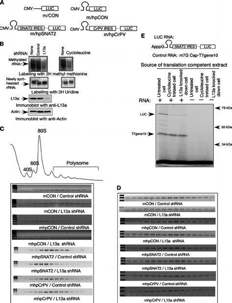 Inhibition Of Rrna Methylation Reduces Polyribosomal Association And