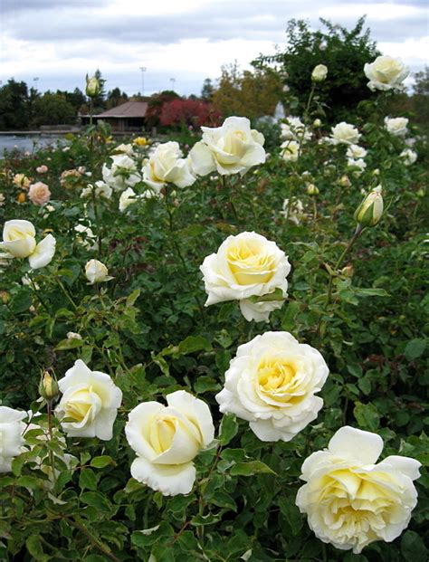 Plantfiles Pictures Hybrid Tea Rose Elina Rosa By Kell