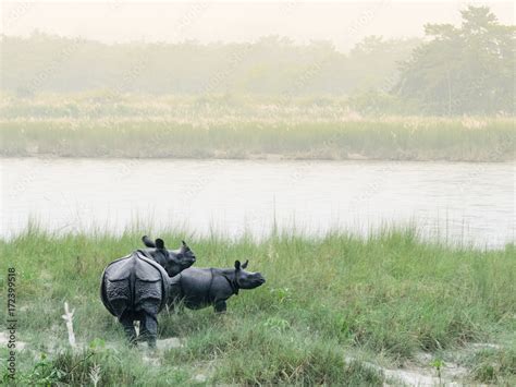 One-horned rhinos Stock Photo | Adobe Stock