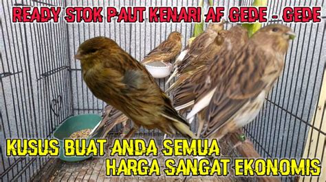 READY BOS KUU Paud Kenari AF Size Gede Gede Kenarigacor Kenari