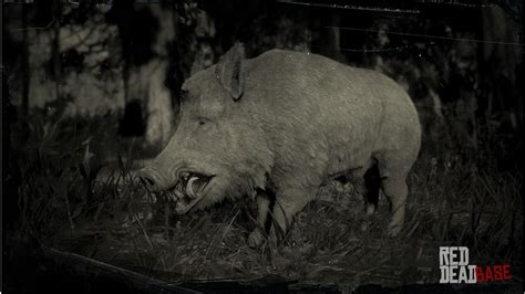 Wild Boar | RDR2 Animals | Map Location & Where To Find