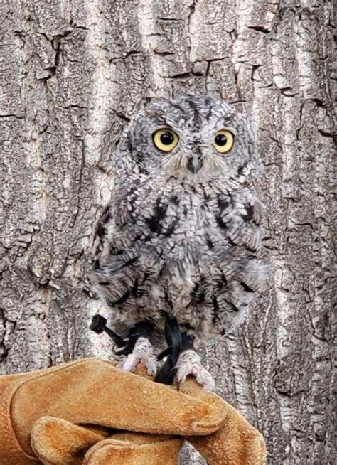 Cute Western Screech Owl