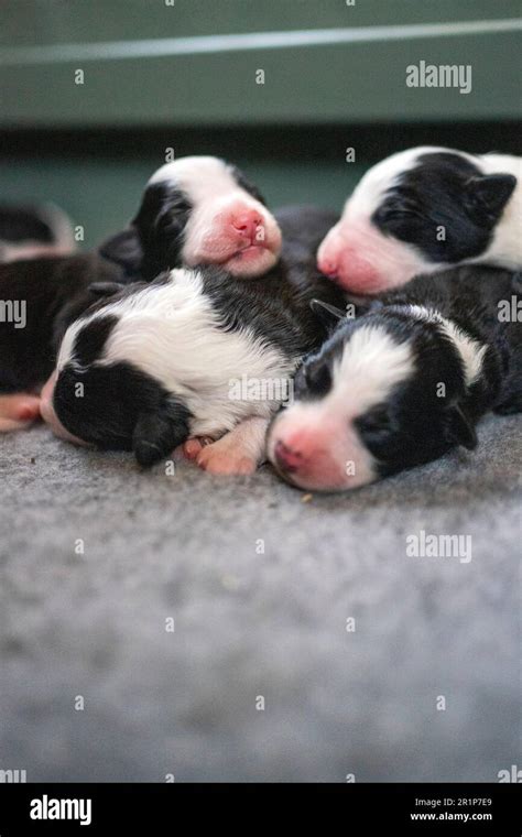 Week Old Border Collie Puppies Stock Photo Alamy