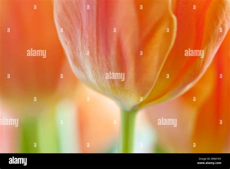 Orange And Yellow Tulip Close Up Against White Background Stock Photo